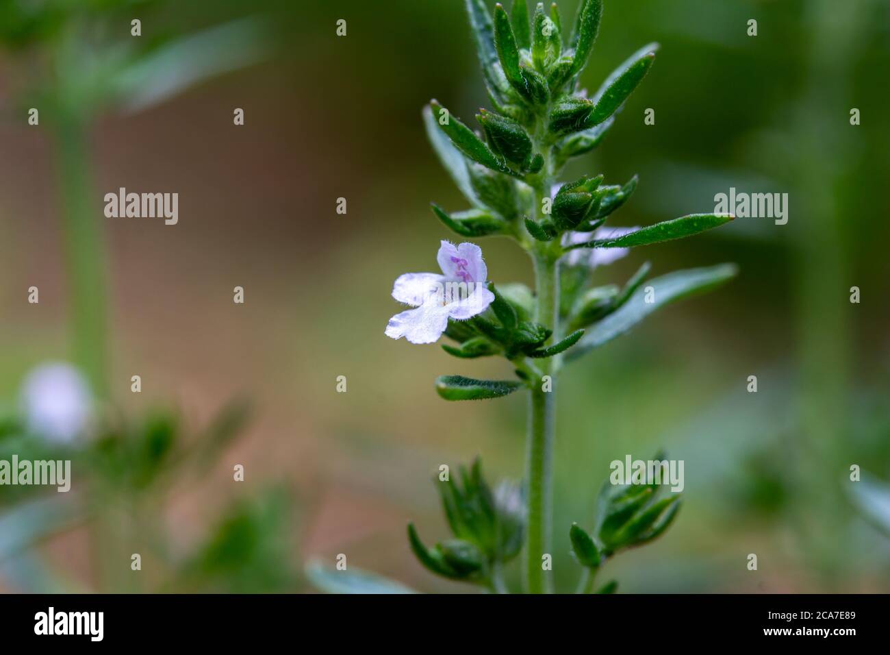 Macro texture vue de minuscules fleurs de blanc et de lavande délicates sur une plante d'herbes aromatiques d'été dans un jardin botanique ensoleillé Banque D'Images