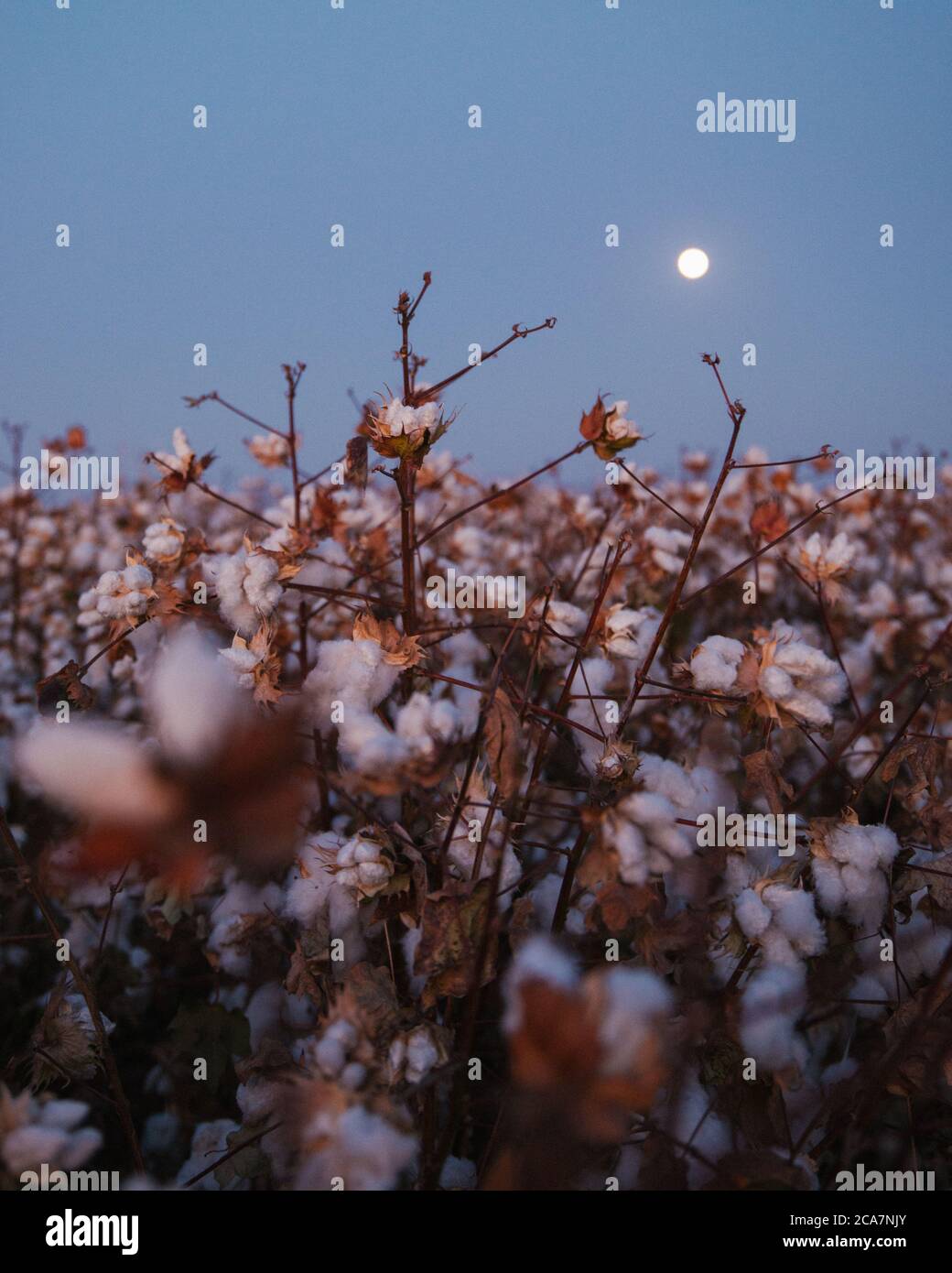 Le coton pousse dans la vallée centrale, en Californie, avant la récolte Banque D'Images