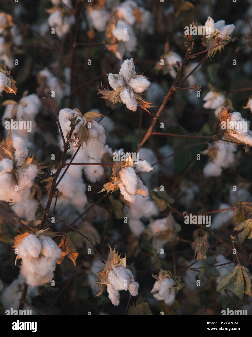 Le coton pousse dans la vallée centrale, en Californie, avant la récolte Banque D'Images