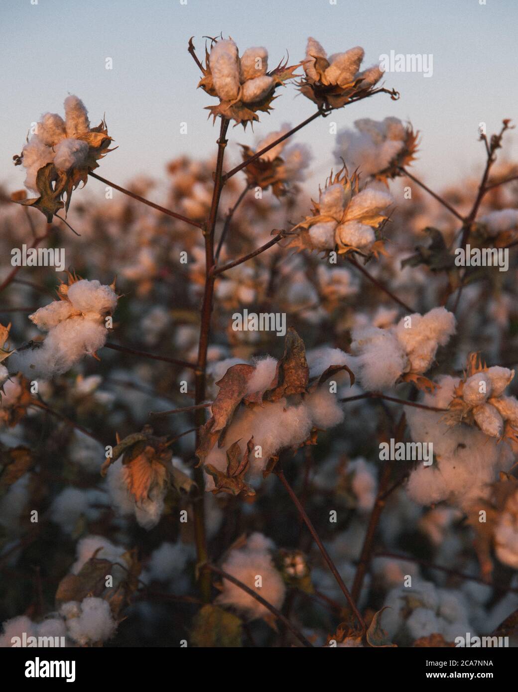 Le coton pousse dans la vallée centrale, en Californie, avant la récolte Banque D'Images