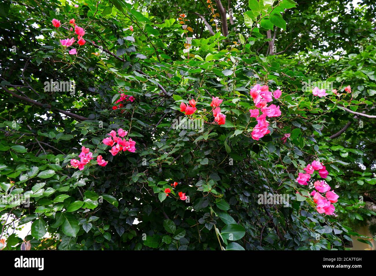 une bougainvillea fleurs rouges plante isolée dans le jardin Banque D'Images