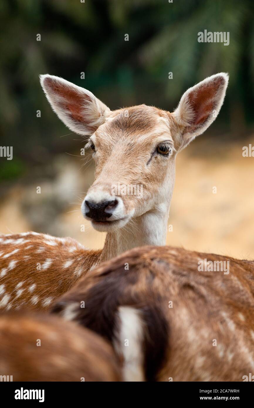 Chital (axe). Femme Juin 2010. Parc des cerfs de Kuala Lumpur. Kuala Lumpur. Malaisie. Banque D'Images