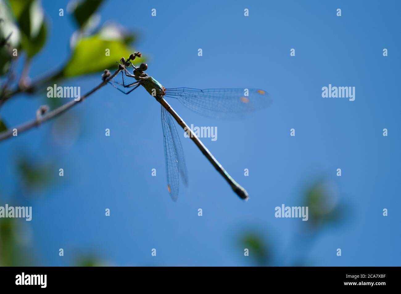 Silhouette d'une libellule Chalcolestes viridis perchée sur une branche au ciel bleu Banque D'Images