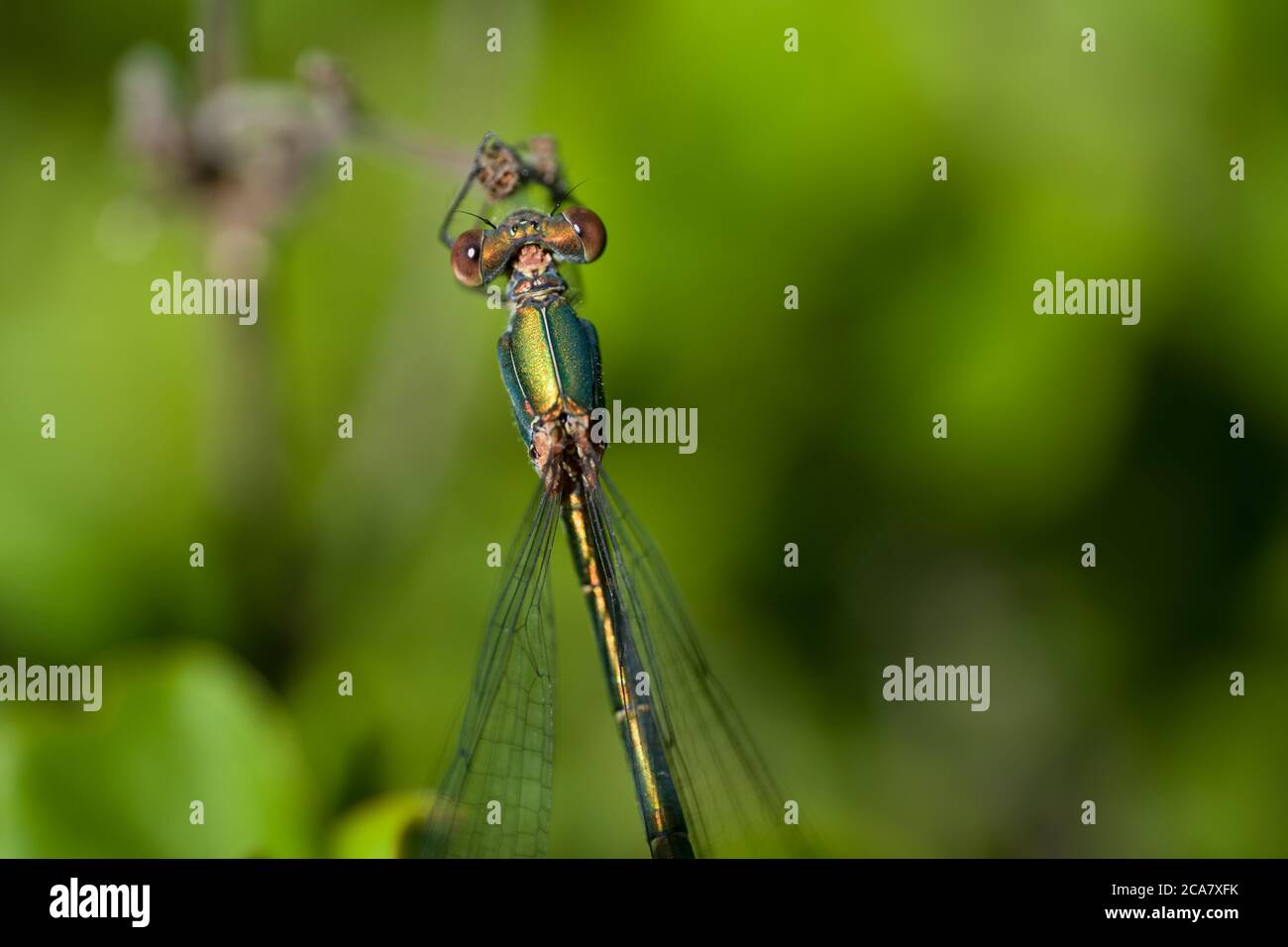Dragonfly ou Chalcolestes viridis perchés sur une branche. Libellule dans un habitat naturel, fond vert flou Banque D'Images