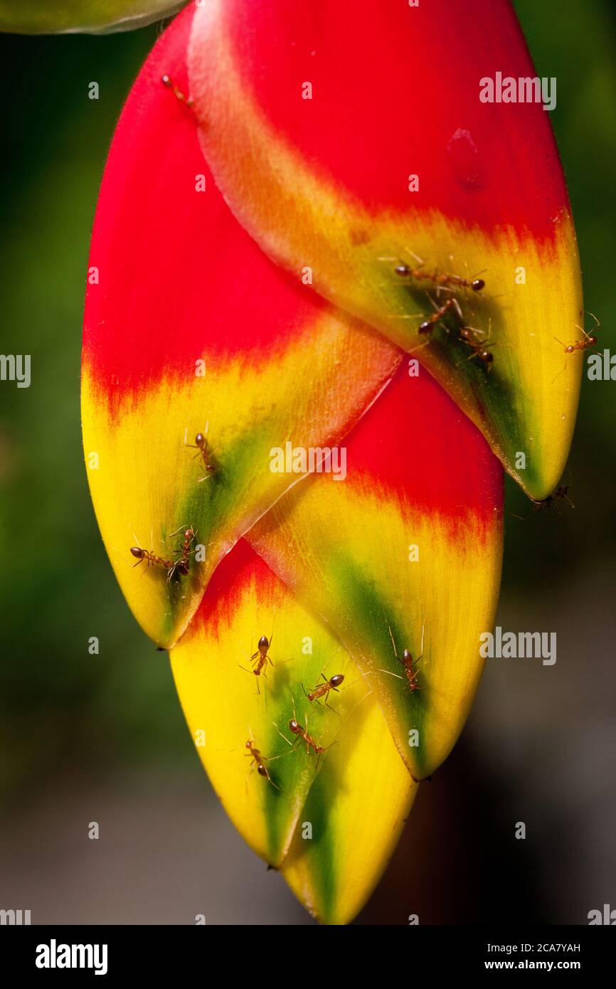 Fourmis sur le Faux oiseau de paradis (Heliconia rostrata) se nourrissant du nectar. Juin 2010. Parc aux papillons de Kuala Lumpur. Kuala Lumpur. Malaisie. Banque D'Images Fourmis sur le Faux oiseau de paradis (Heliconia rostrata) se nourrissant du nectar. Juin 2010. Parc aux papillons de Kuala Lumpur. Kuala Lumpur. Malaisie. Banque D'Images