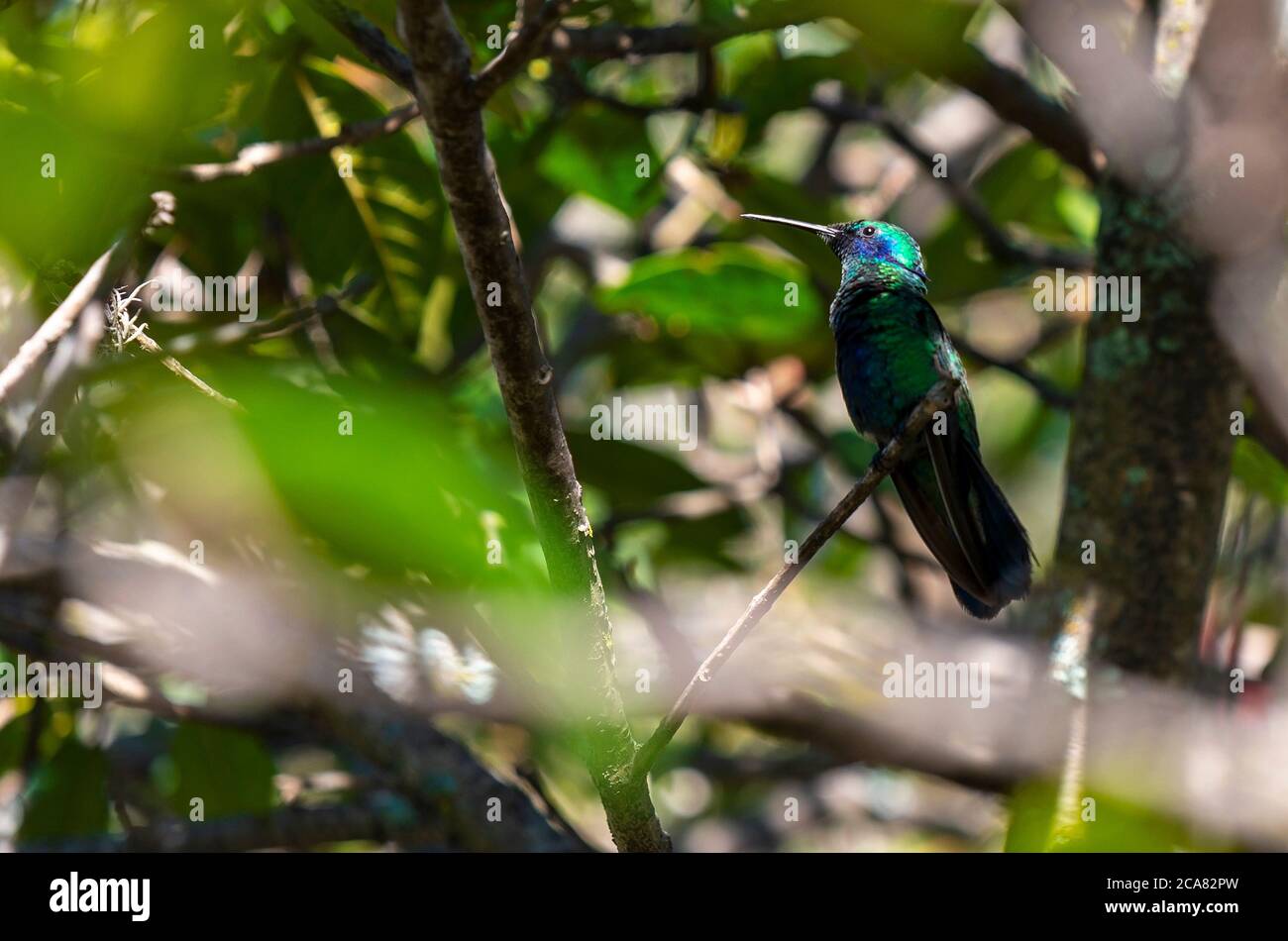 Un colibri pétillant (Colibri coruscans) se cachant dans l'ombre d'un arbre, Quito, Equateur. Banque D'Images