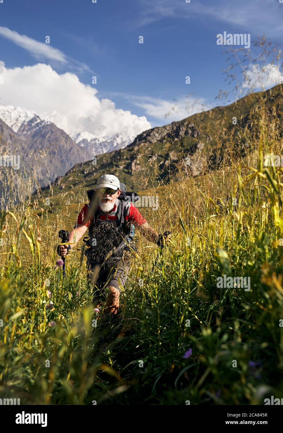 Portrait du touriste ancien avec une barbe blanche et un sac à dos marchant sur une colline verte dans la vallée de la montagne avec de hauts sommets enneigés Banque D'Images