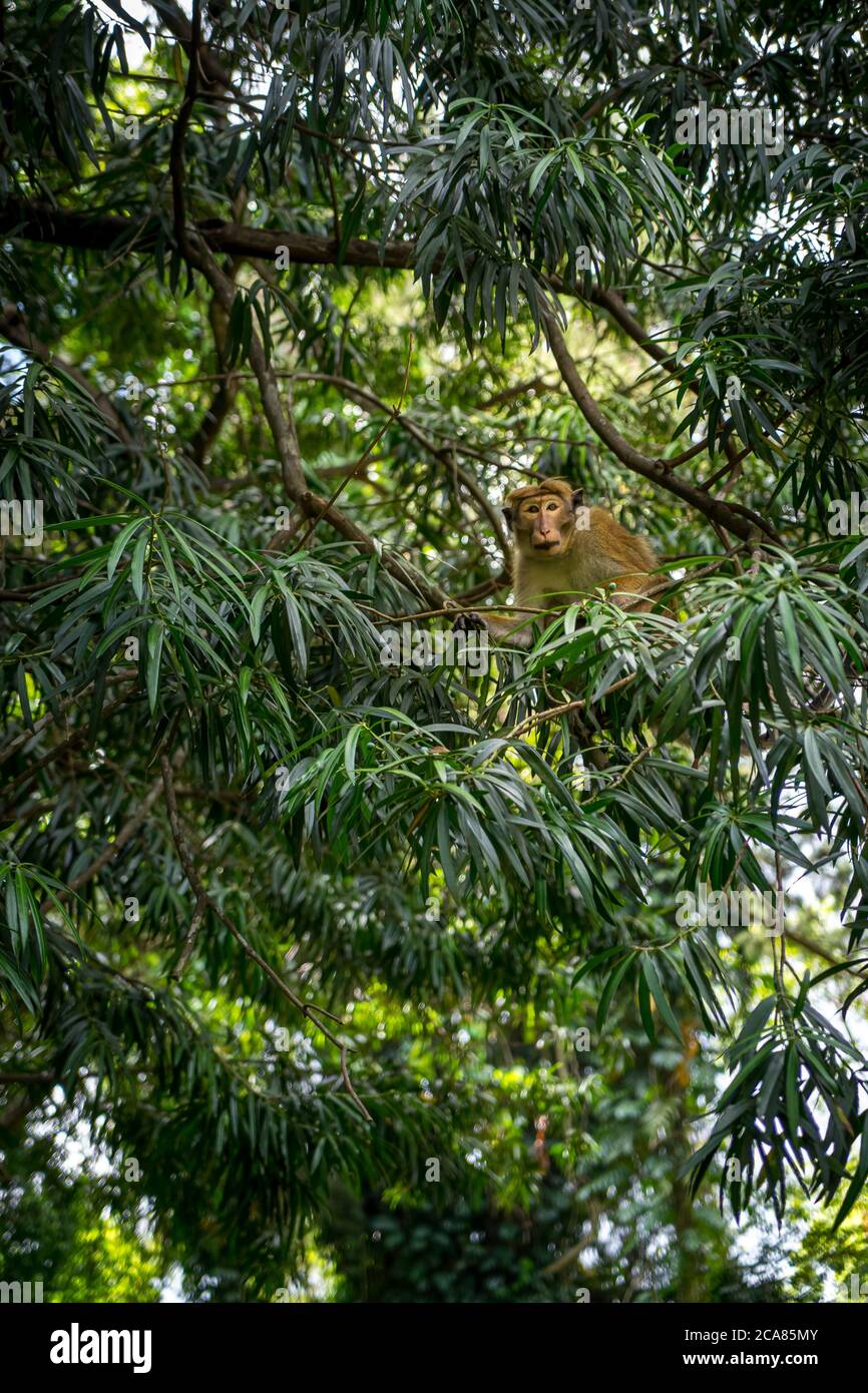 Un seul singe regardant le spectateur d'un arbre à travers le feuillage. Jardin botanique, Kandy, Sri Lanka Banque D'Images