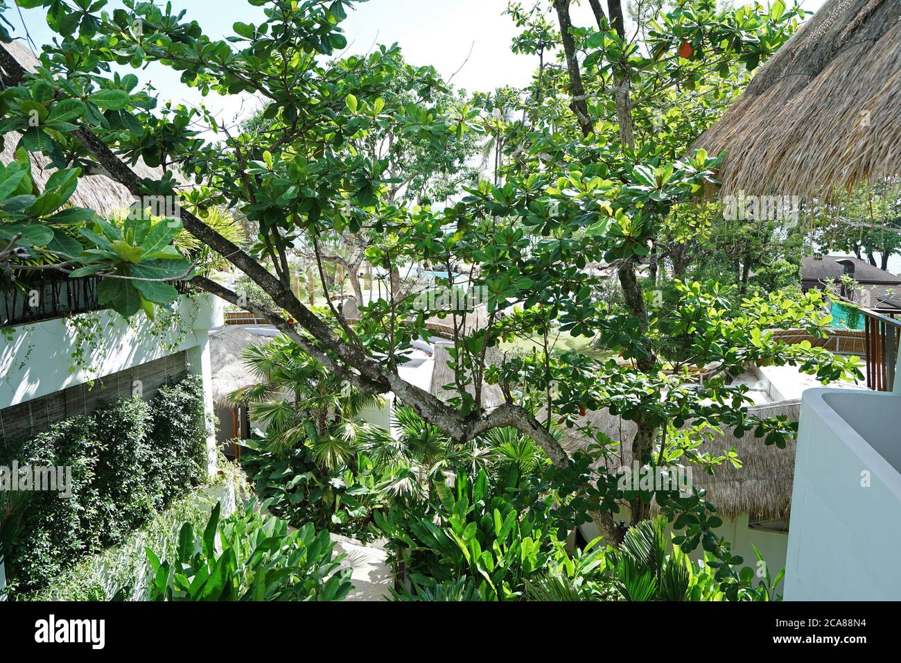 Amande indienne verte dans la famille des arbres de plomb parmi l'écologie naturelle bâtiments Banque D'Images