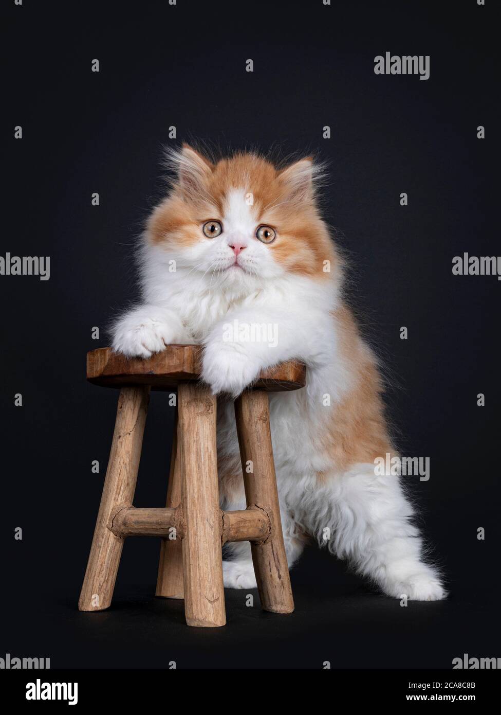 Mignon rouge avec chaton britannique Longhar blanc, debout avec des pattes avant sur un petit tabouret en bois. Regarder directement la caméra. Isolé sur fond noir. Banque D'Images