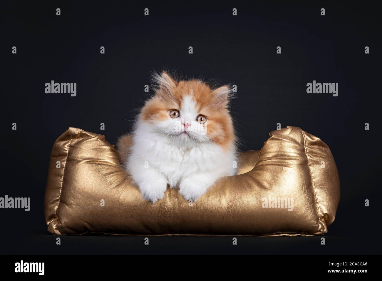 Mignon rouge avec chaton britannique Longhar blanc, en position de face dans le panier doré. Regarder directement la caméra. Isolé sur fond noir. Banque D'Images