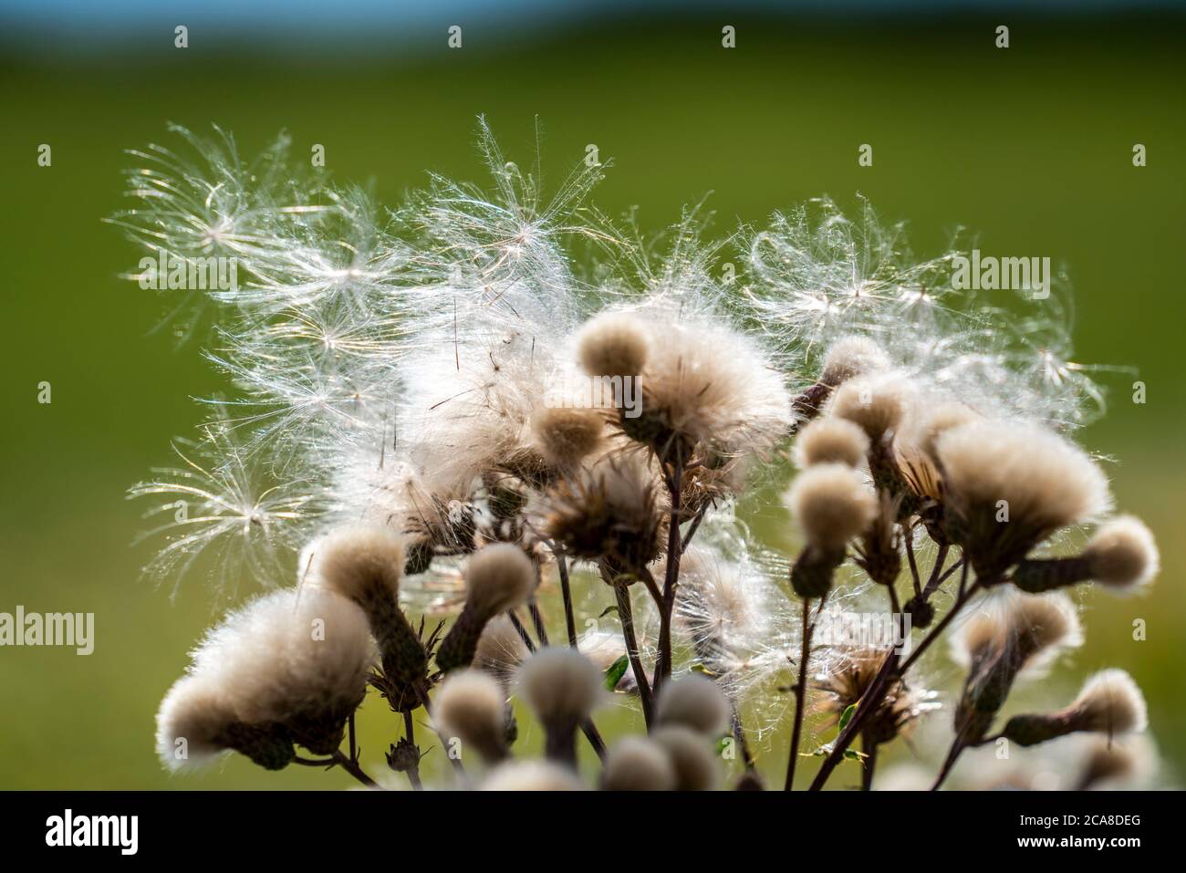 Chardon, plante, Cirsium arvense, stand de fruits avec Pappus, Eifel, Rhénanie-du-Nord-Westphalie, Allemagne, Banque D'Images