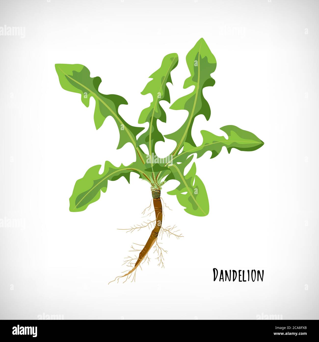 Feuilles et racines de pissenlit isolées sur fond blanc. Alimentation saine, nourriture biologique végétarienne. Plante médicinale verte de style plat. Lettrage Dandelion. Collection d'herbes. Illustration vectorielle. Illustration de Vecteur