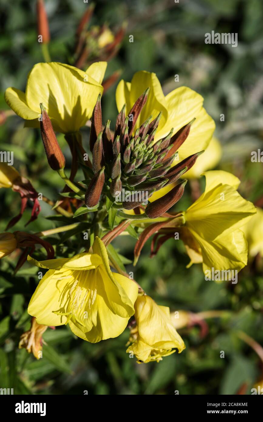 Les fleurs et les bourgeons de la soirée Primrose - Oenothera biennis, alias Evening Star ou Sundrop. Banque D'Images