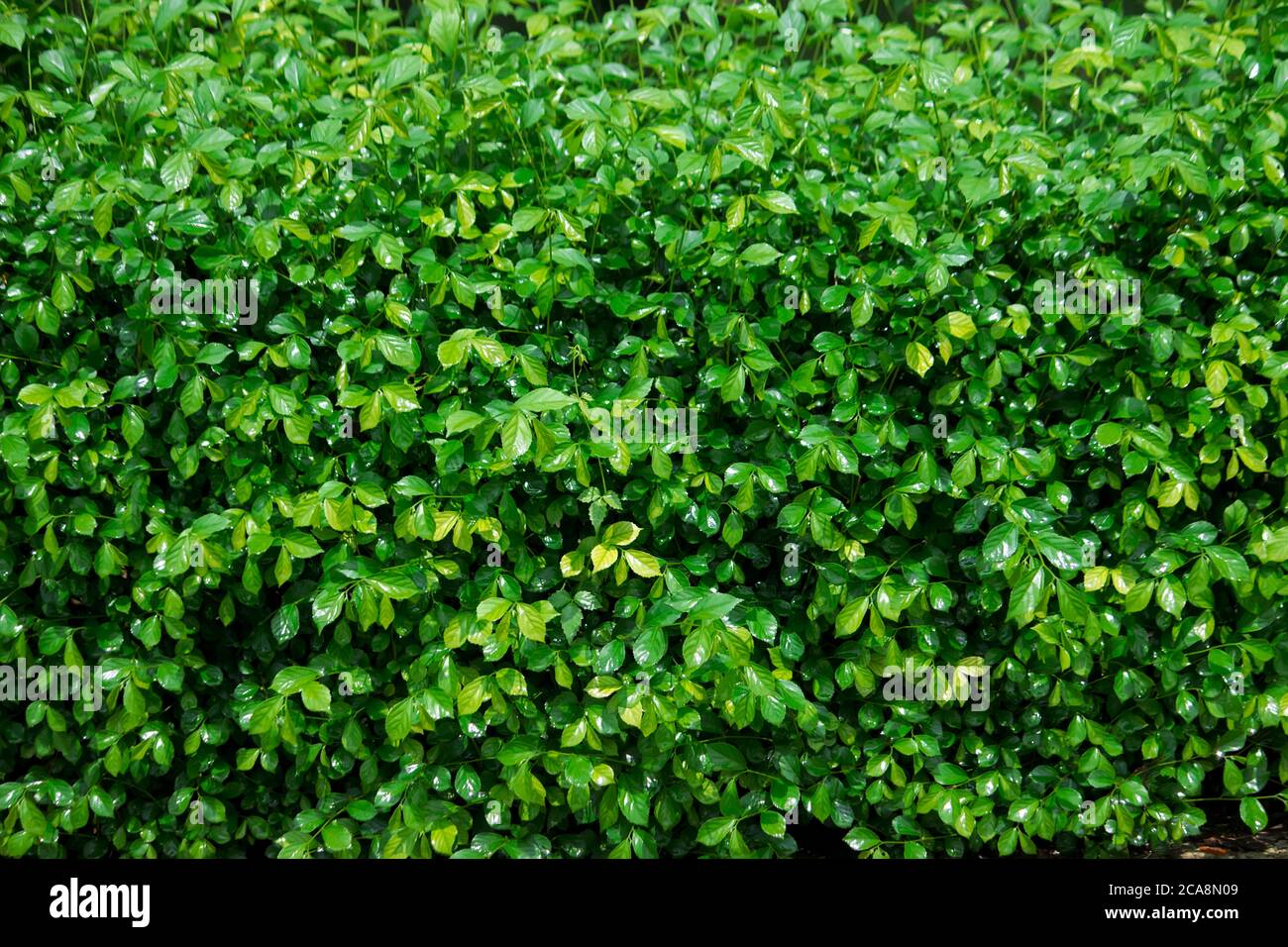 Close up de gouttes d'eau sur feuille verte Banque D'Images