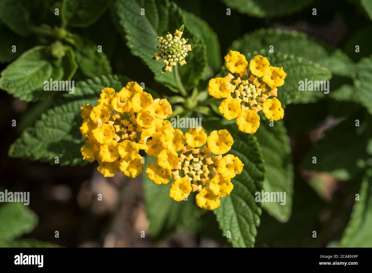 Petites fleurs jaunes de Lantana Camara aka West Indian Lantana, sauge — free download