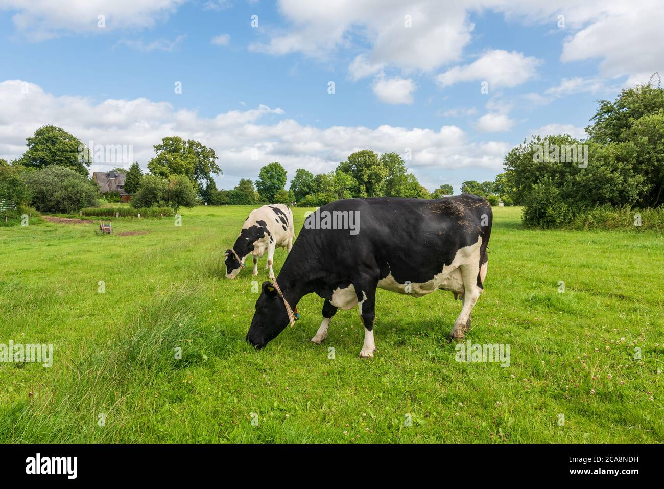 Kühe eines BIO Bauernhofes auf einer grünen Wiese in Schleswig-Holstein Banque D'Images