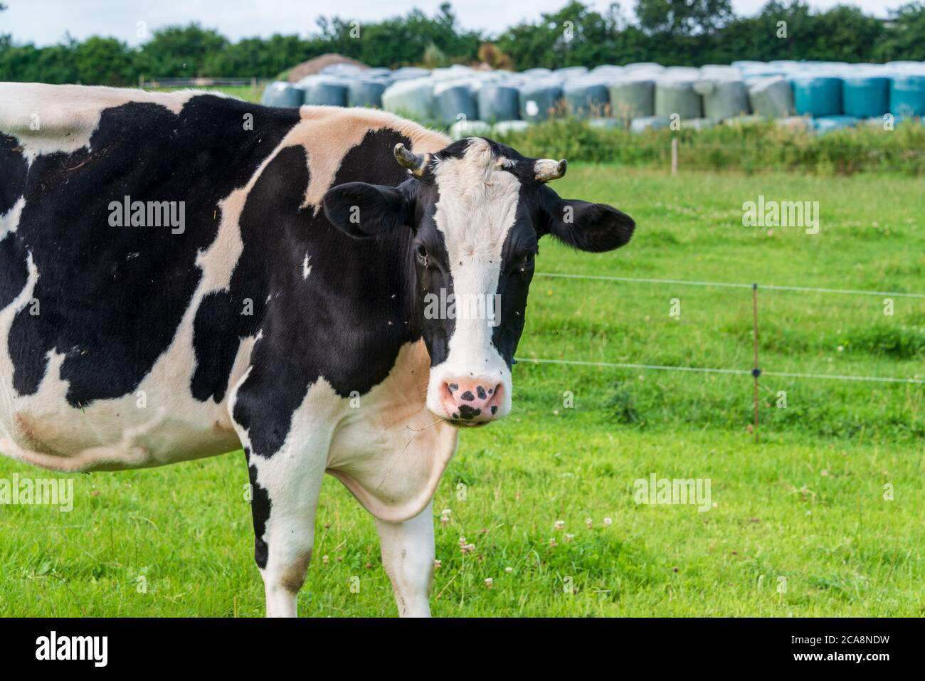 Kühe eines BIO Bauernhofes auf einer grünen Wiese in Schleswig-Holstein Banque D'Images