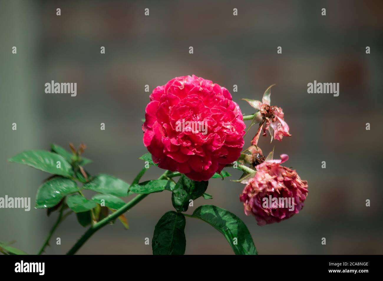 Gouttelettes d'eau sur les pétales des fleurs rouges Banque D'Images