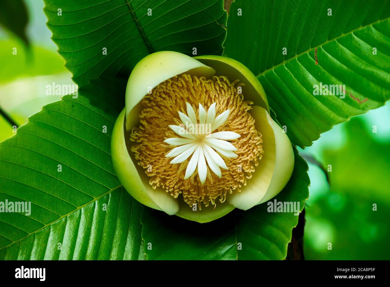 La fleur d'éléphant de pomme (Dillenia indica) commence à pousser à Fardpur, au Bangladesh, le 26 juin 2020. Banque D'Images