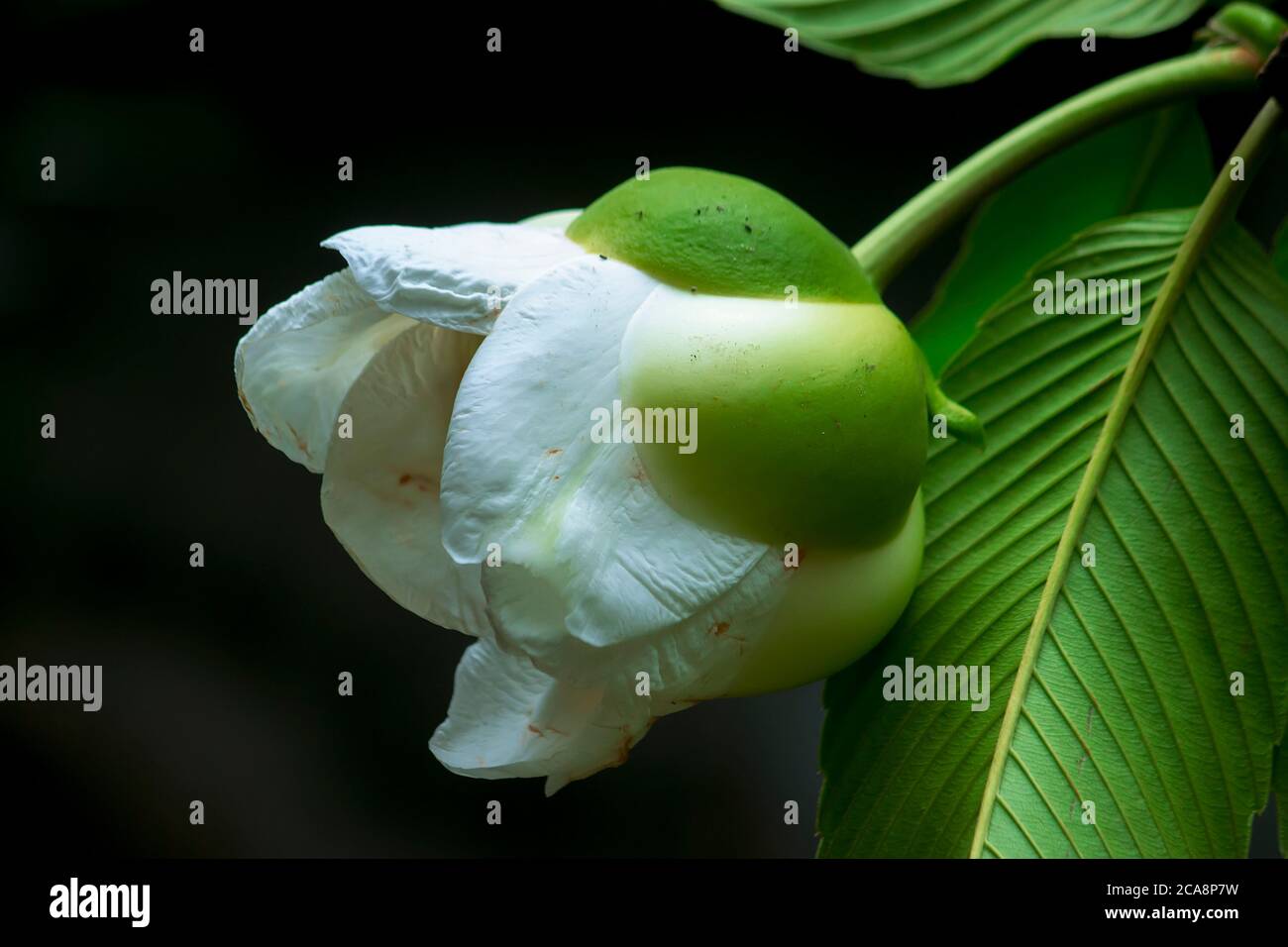 La fleur d'éléphant de pomme (Dillenia indica) commence à pousser à Fardpur, au Bangladesh, le 26 juin 2020. Banque D'Images