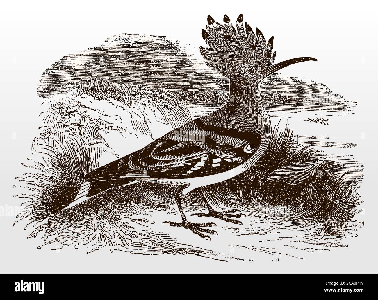 Le hoopo eurasien, upupa épops en vue latérale debout dans un paysage herbeux, après une illustration antique du XIXe siècle Illustration de Vecteur