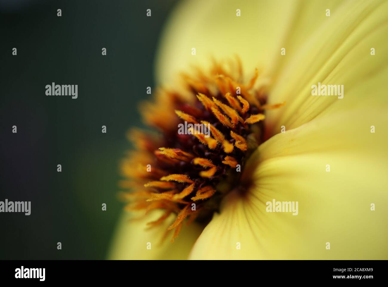 Close up of Dahlia fleur jaune Banque D'Images