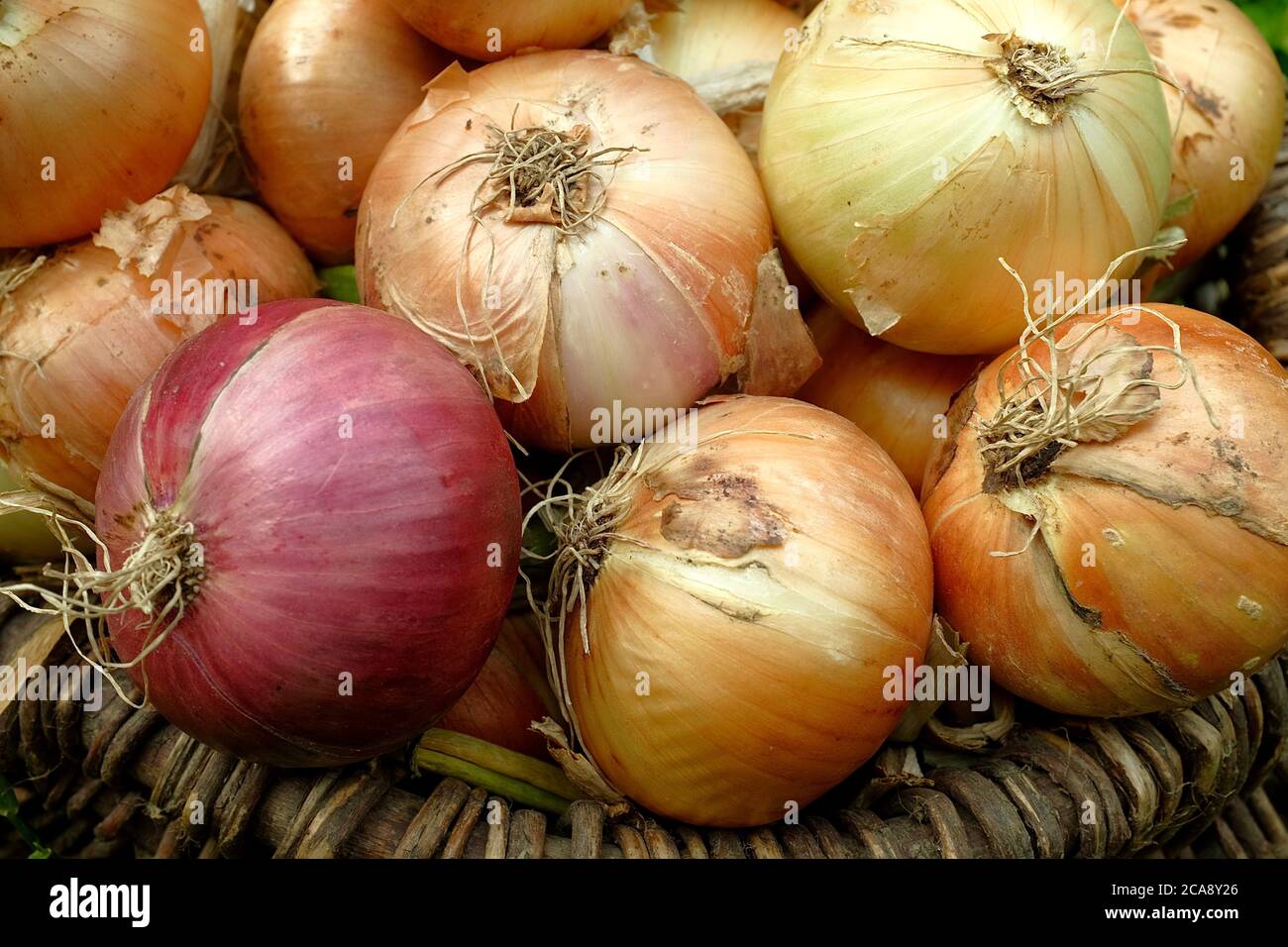 Oignons frais dans un panier rural en osier éclairé par les rayons du soleil. Concept de produits agricoles. Banque D'Images