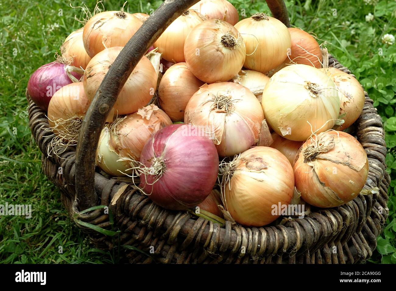 Oignons frais dans un panier rural en osier éclairé par les rayons du soleil. Concept de produits agricoles. Banque D'Images