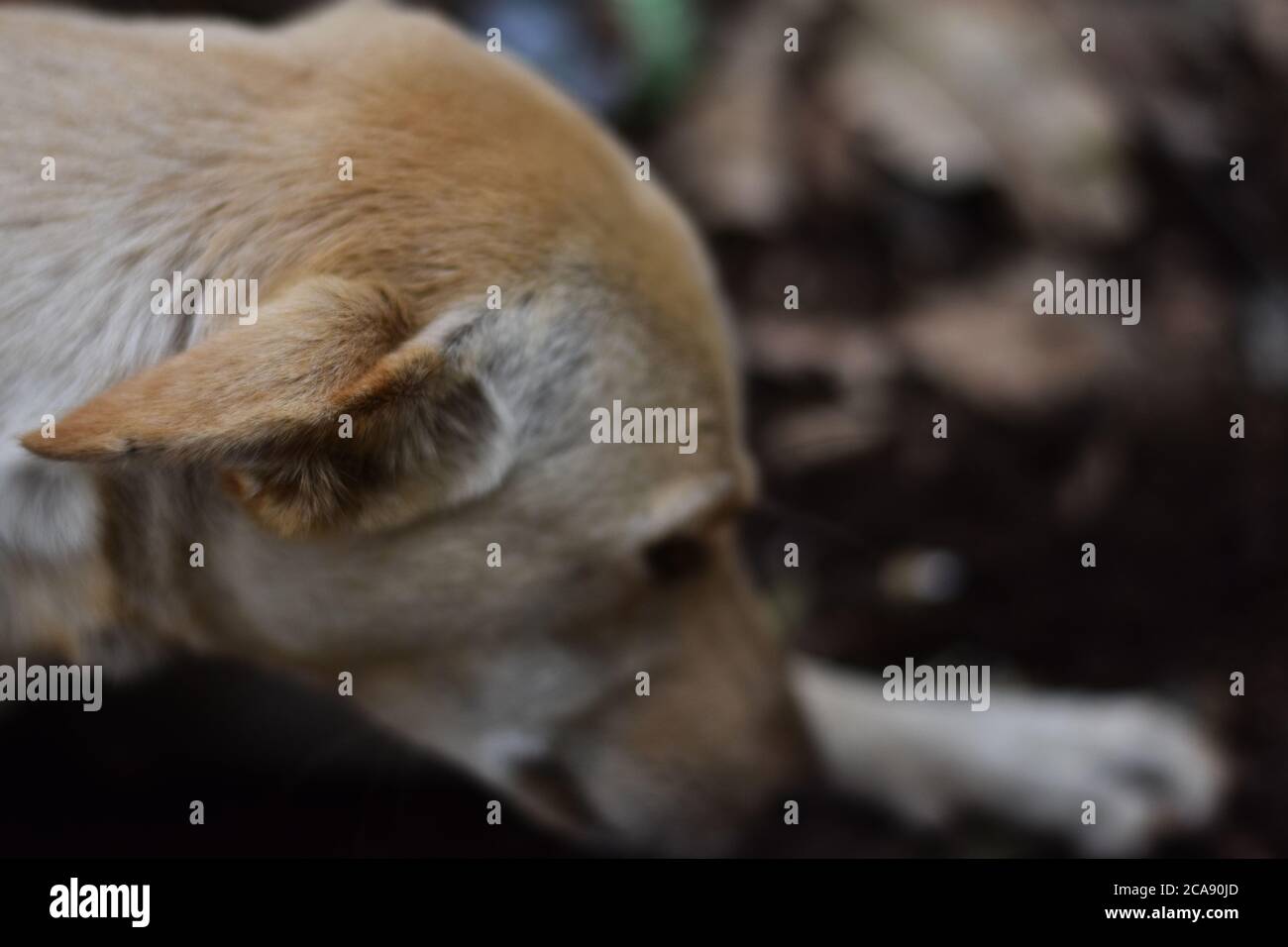 Chien de rue indien malade essayant de dormir pendant que dans la douleur. Banque D'Images