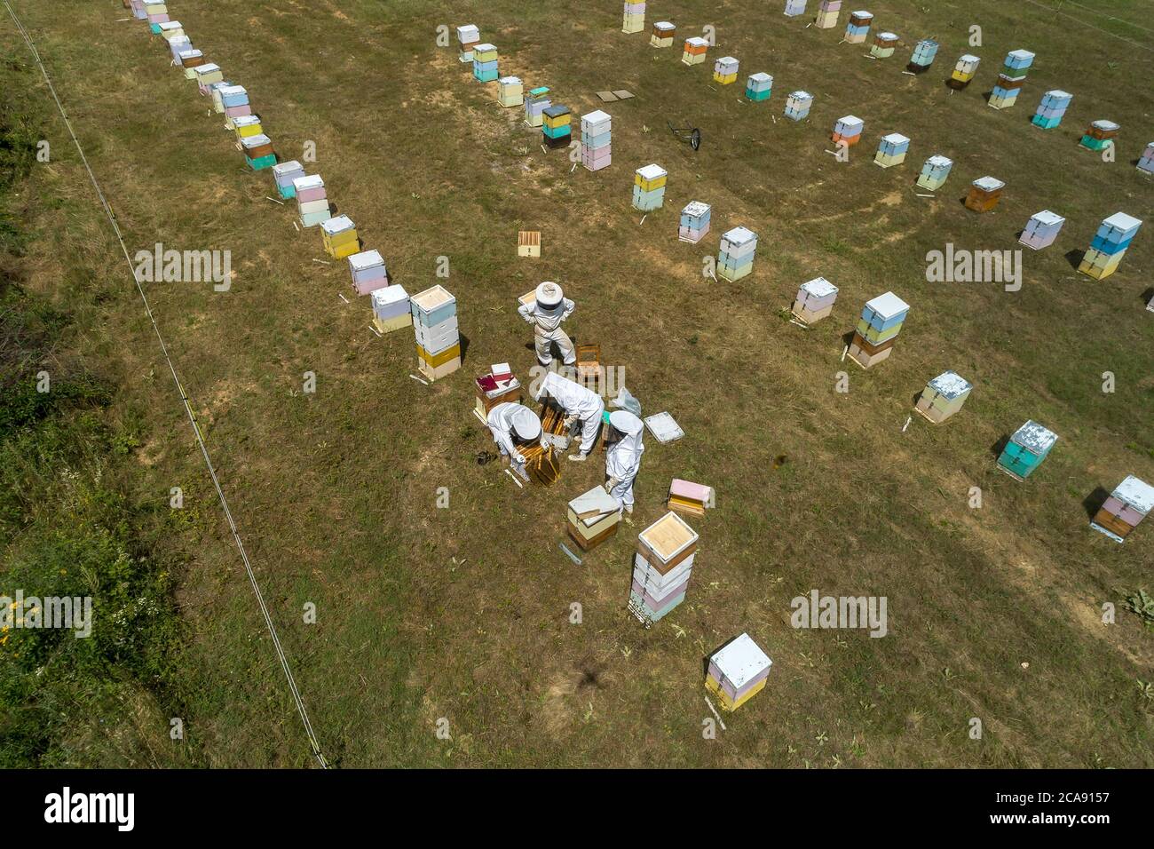 Apiculteurs travaillant à la collecte du miel dans une région de Florina, dans le nord de la Grèce. Apiculture biologique Banque D'Images