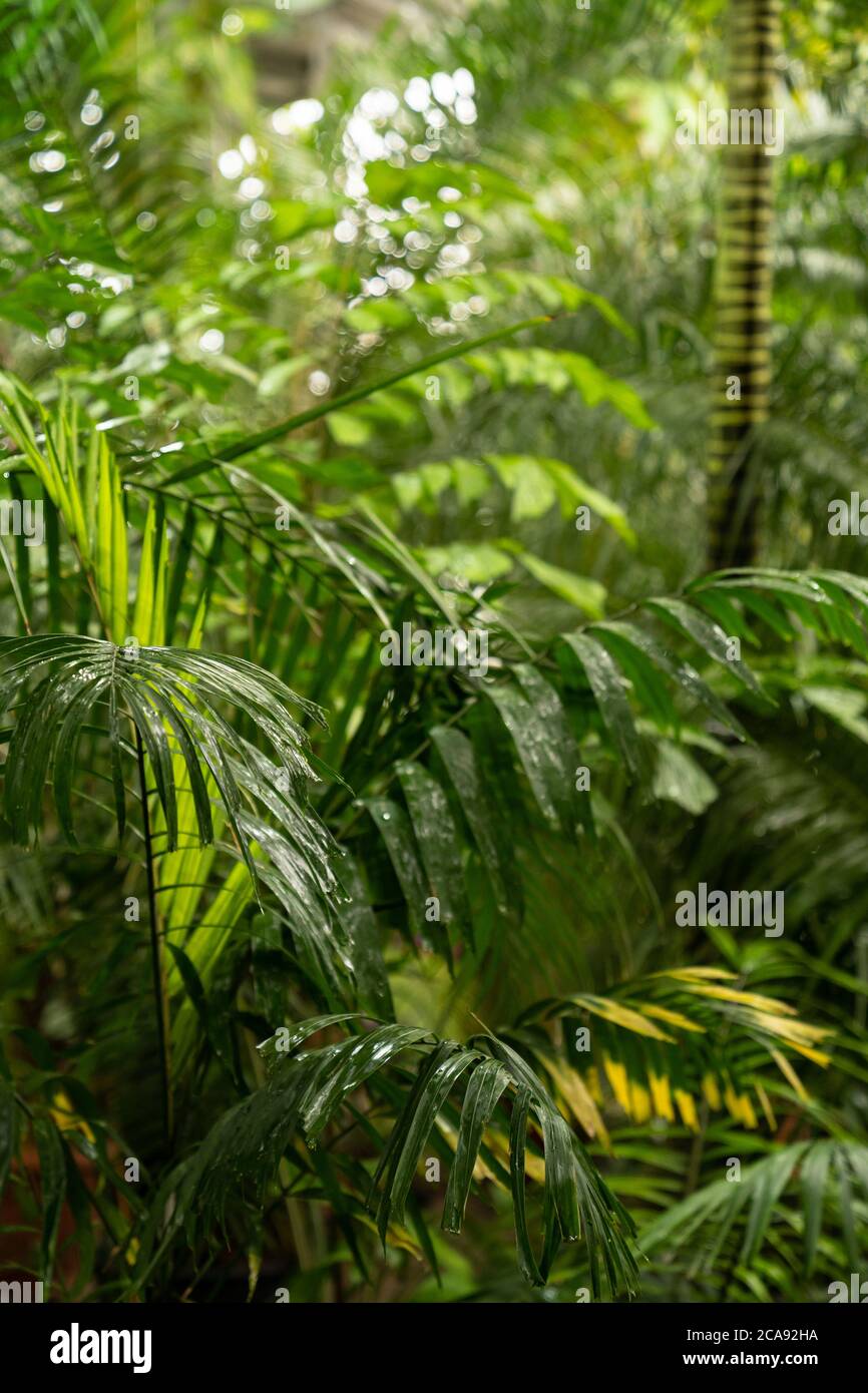Plantes vertes dans la forêt tropicale en saison de pluie. Feuilles de palmier vertes dans la forêt tropicale avec gouttes d'eau. Banque D'Images