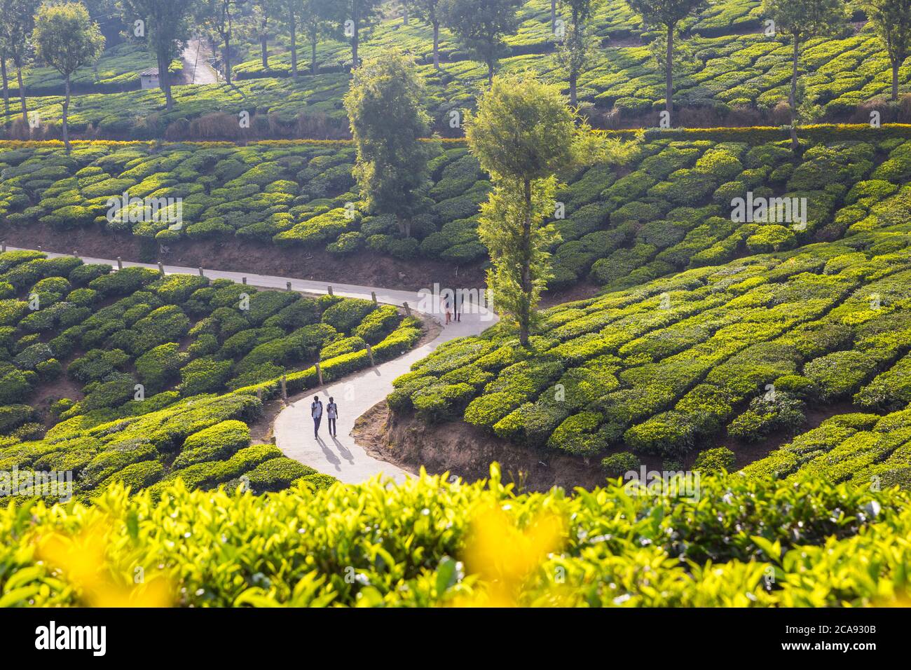 Personnes marchant le long de la route dans le domaine de thé, Munnar, Kerala, Inde, Asie Banque D'Images