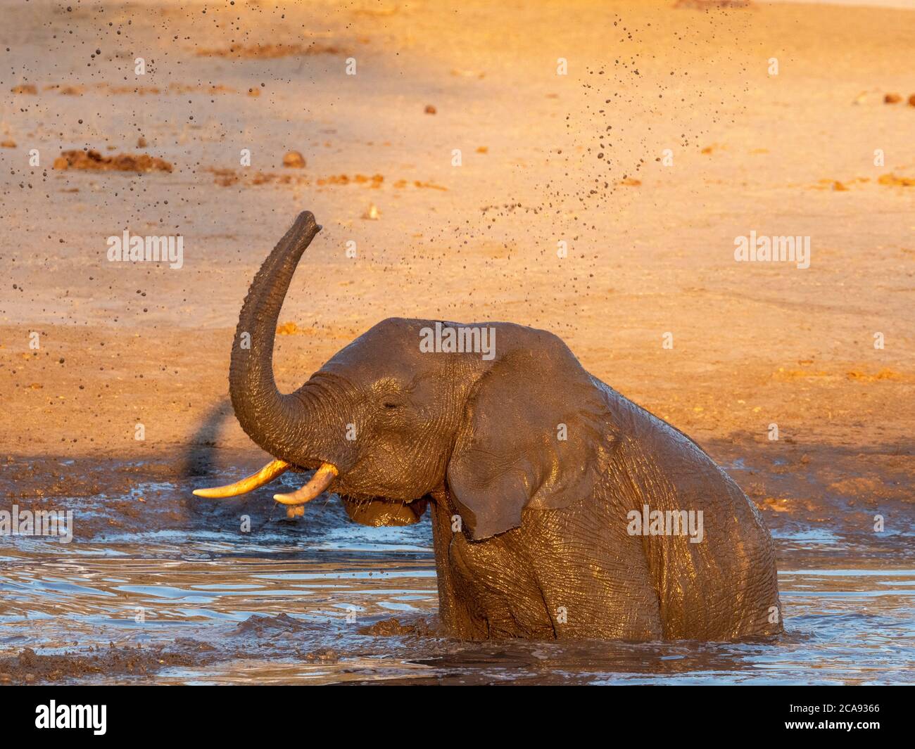 Veau d'éléphant de brousse africain (Loxodonta africana), jouant dans un trou d'eau dans le parc national de Hwange, Zimbabwe, Afrique Banque D'Images