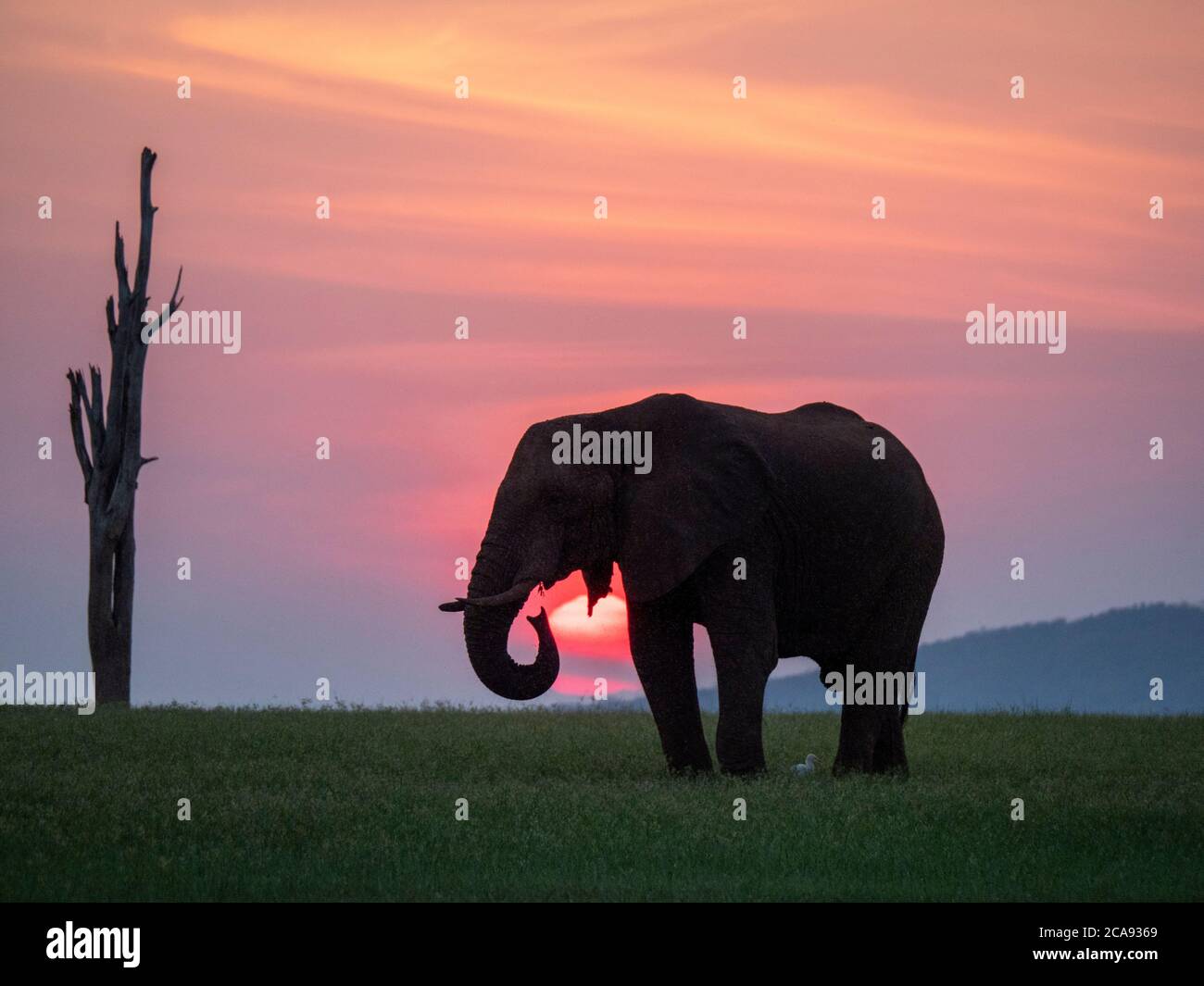 Un éléphant de brousse africain adulte (Loxodonta africana) au coucher du soleil sur le rivage du lac Kariba, Zimbabwe, Afrique Banque D'Images