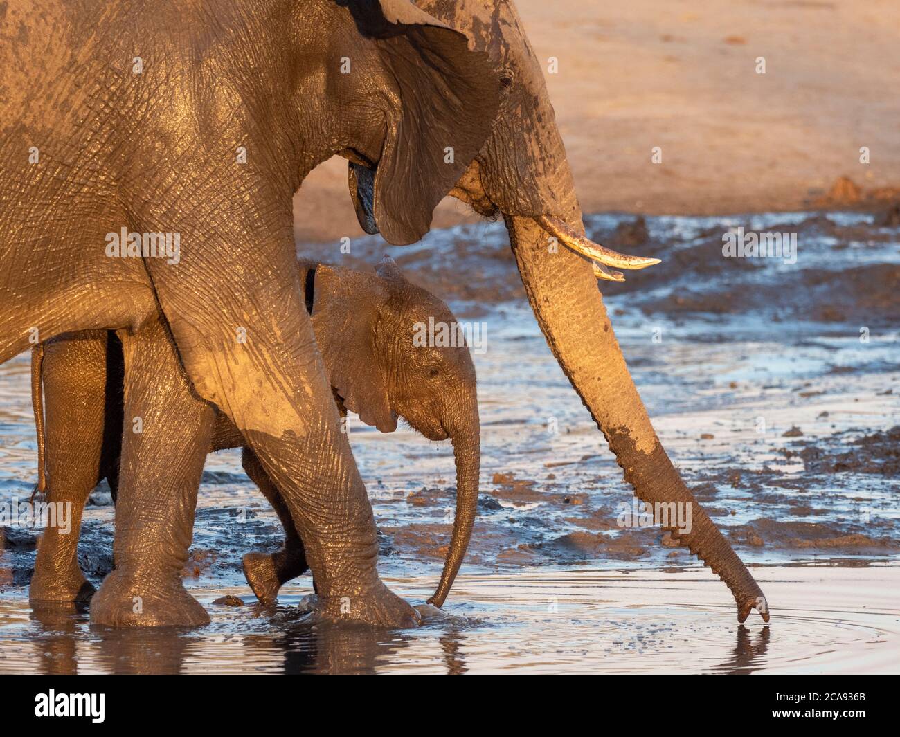 Mère et veau d'éléphant de brousse africain (Loxodonta africana), dans un trou d'eau du parc national de Hwange, Zimbabwe, Afrique Banque D'Images