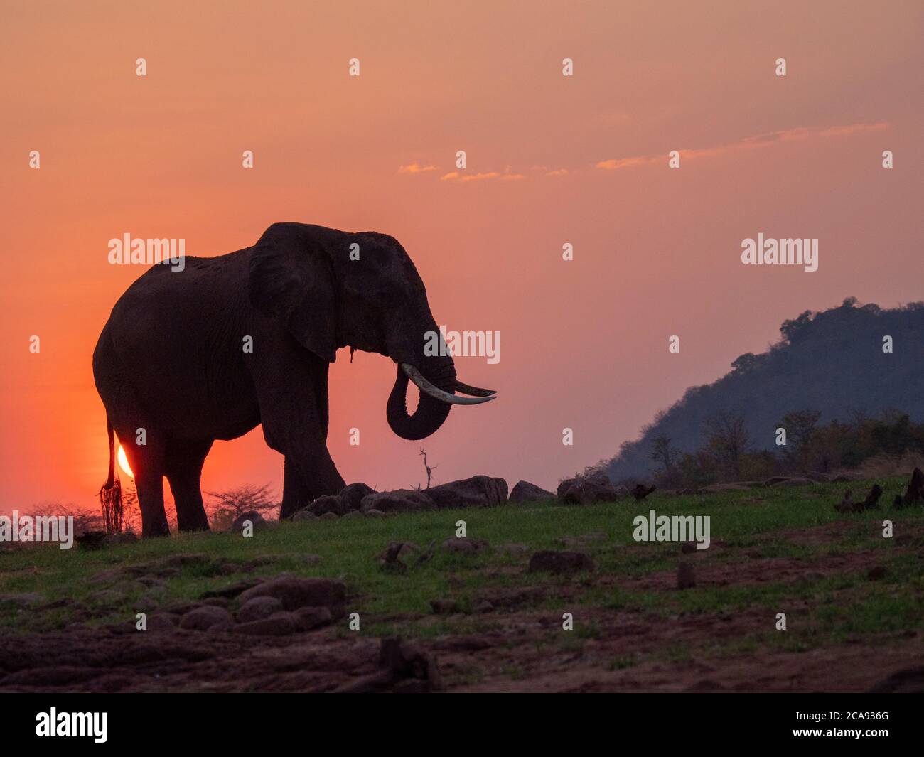 Un éléphant de brousse africain adulte (Loxodonta africana) au coucher du soleil sur la rive du lac Kariba, Zimbabwe, Afrique Banque D'Images