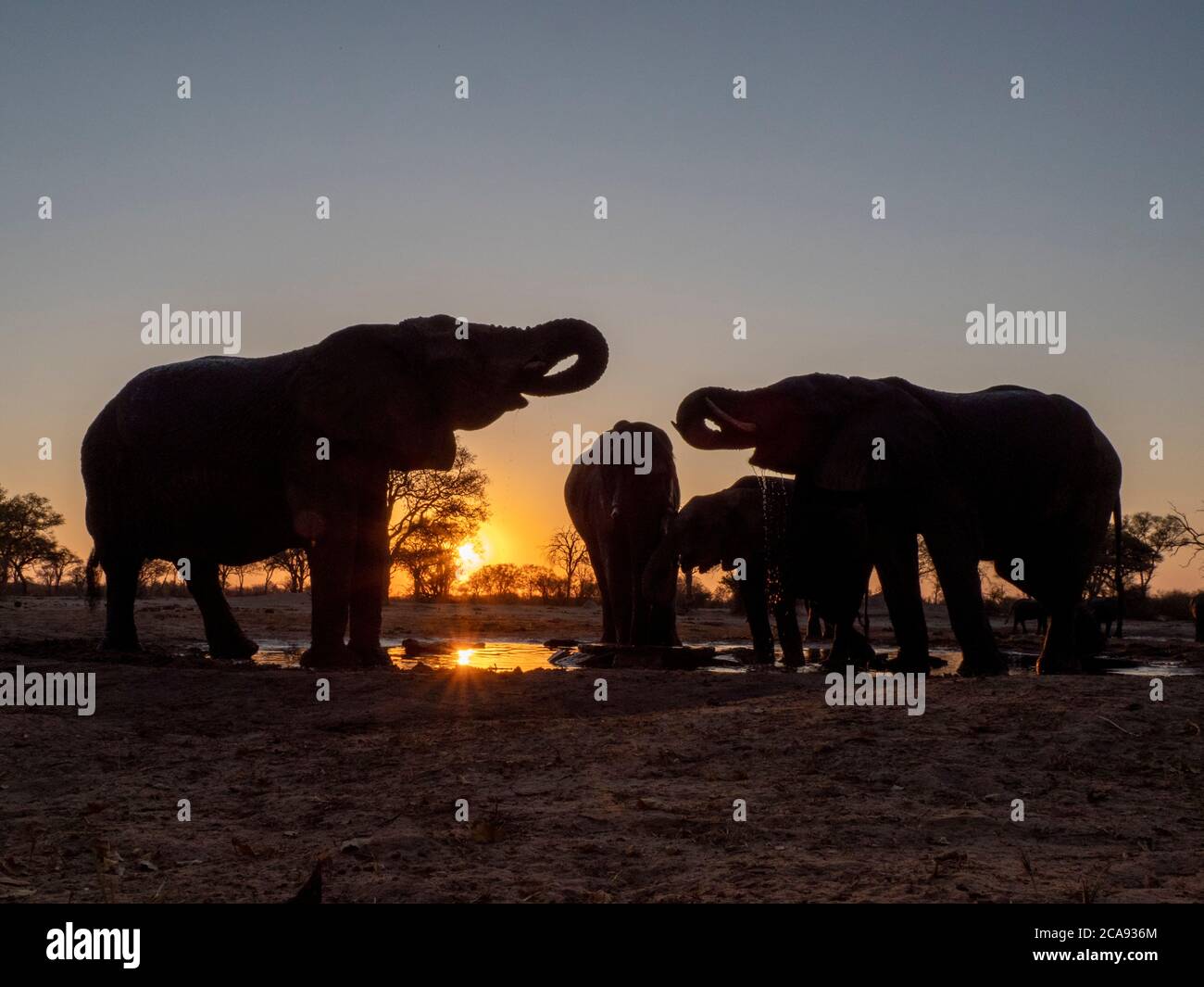 Un petit troupeau d'éléphants de brousse africains (Loxodonta africana), au coucher du soleil dans le parc national de Hwange, Zimbabwe, Afrique Banque D'Images