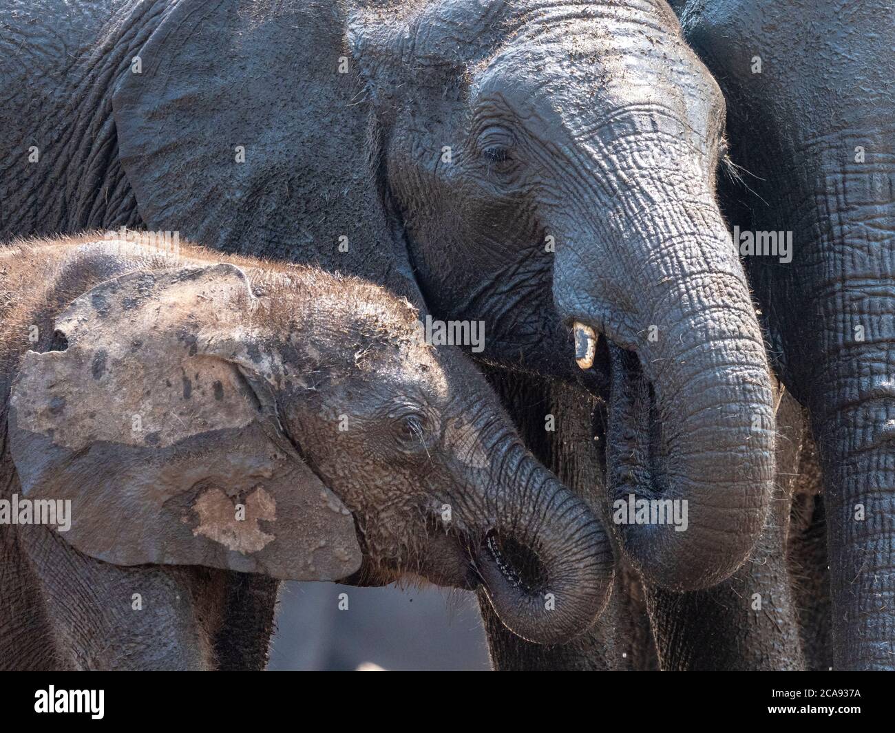 Mère et veau d'éléphant de brousse africain (Loxodonta africana) dans le parc national de Hwange, Zimbabwe, Afrique Banque D'Images
