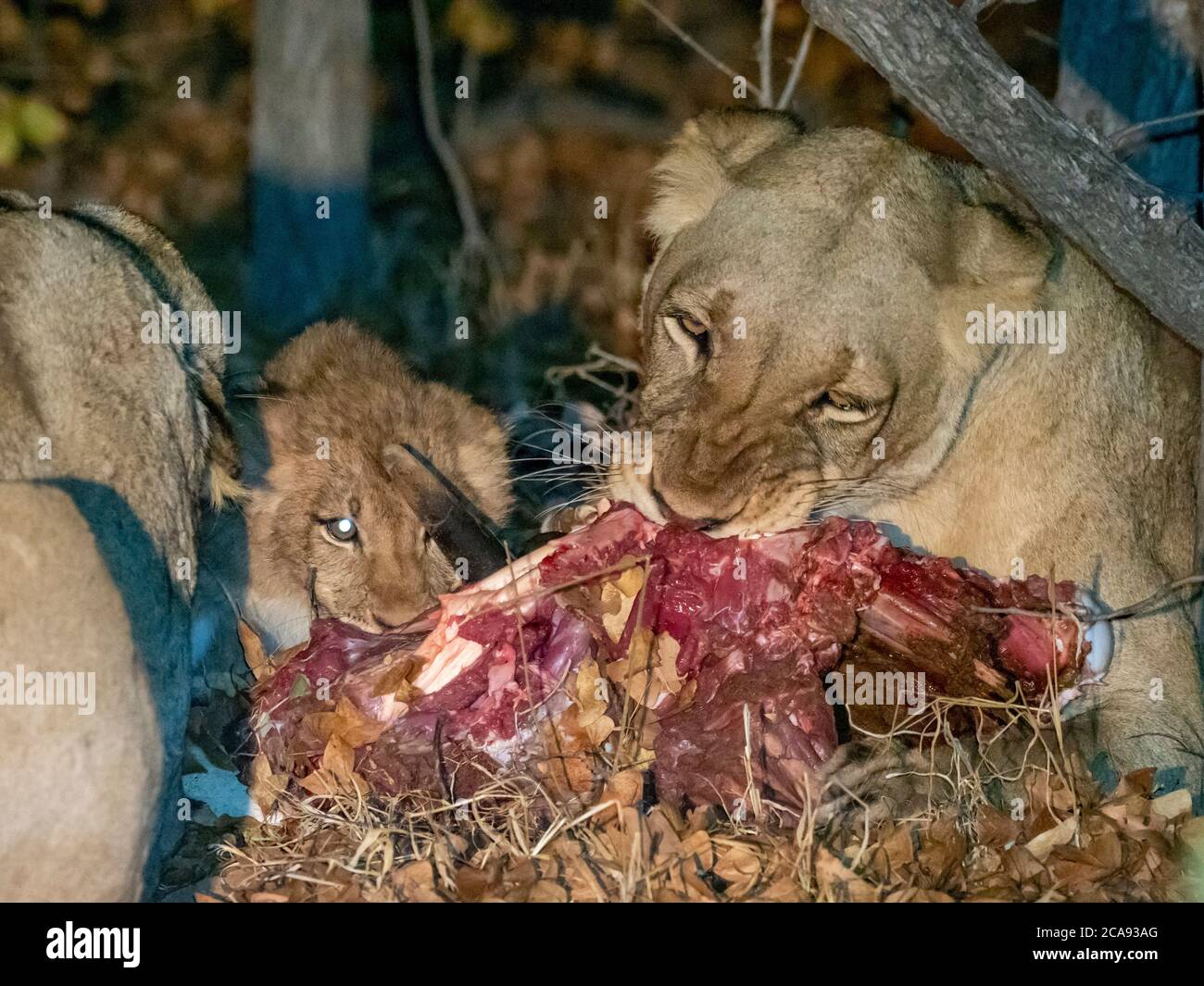 Lioness adulte (Panthera leo), avec un cub en train de tuer la nuit dans le Save Valley Conservancy, Zimbabwe, Afrique Banque D'Images