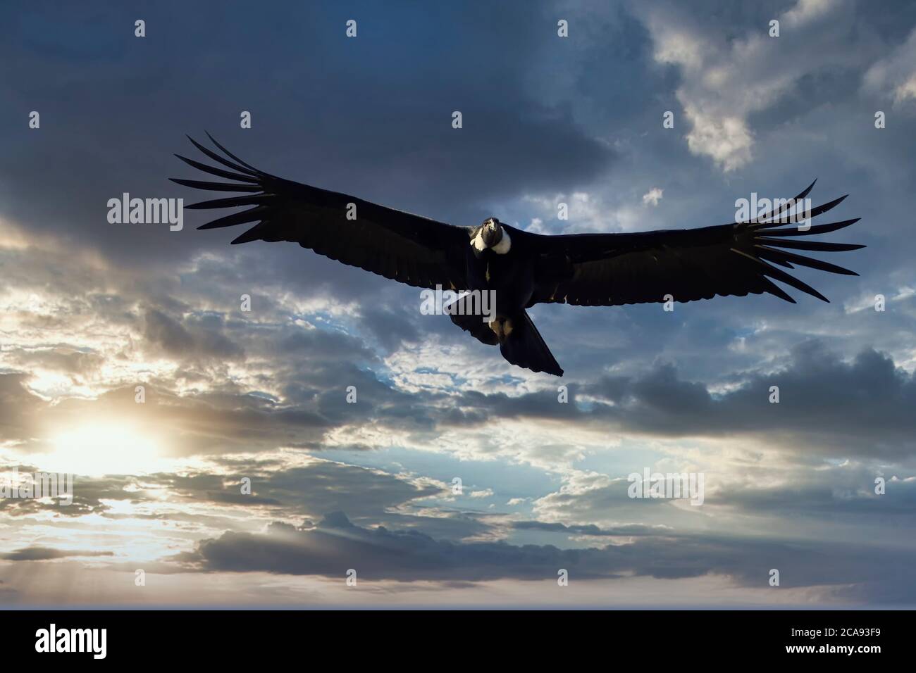 Condor andin (Vultur gryphus) en vol, Coyhaique Alto, région d'Aysen, Patagonie, Chili, Amérique du Sud Banque D'Images