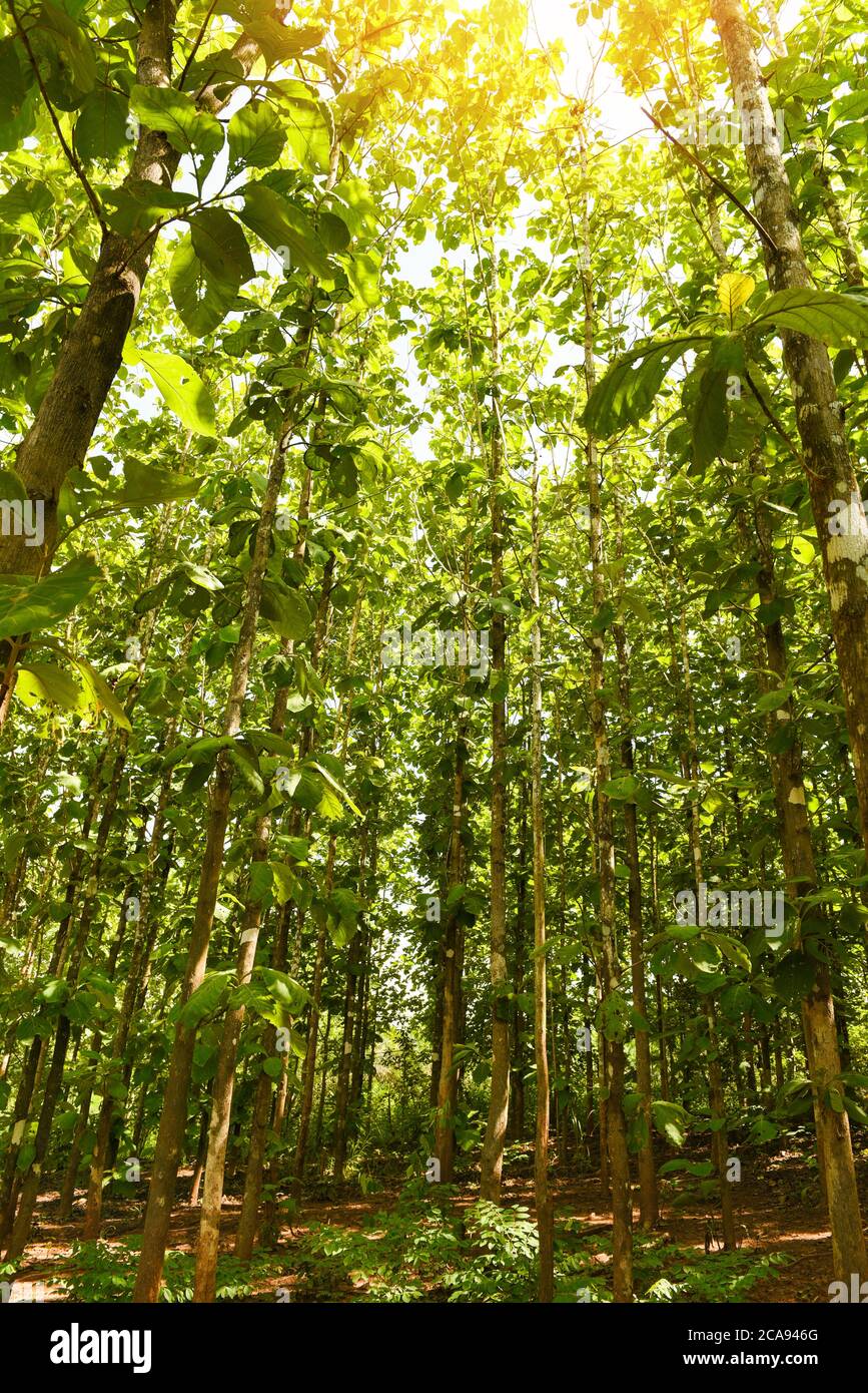 Arbre de teck agricole en plantation plante de champ de teck avec feuilles vertes / rayons de soleil forêt d'arbres à feuilles caduques verts frais encadrés par des feuilles avec le soleil Banque D'Images