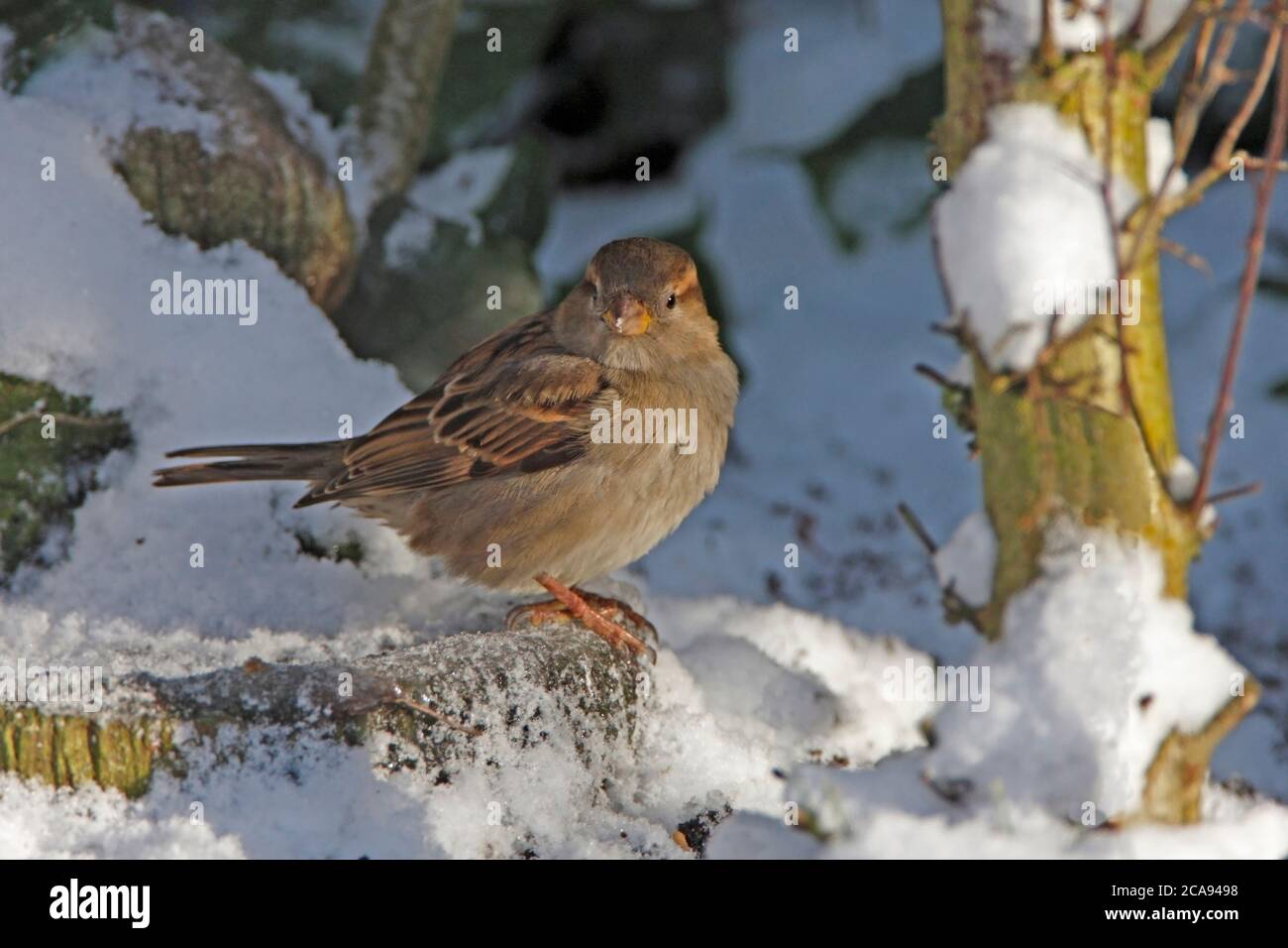 MAISON SPARROW (Passer domesticus) sur un bain d'oiseaux recouvert de neige gelée, Royaume-Uni. Banque D'Images