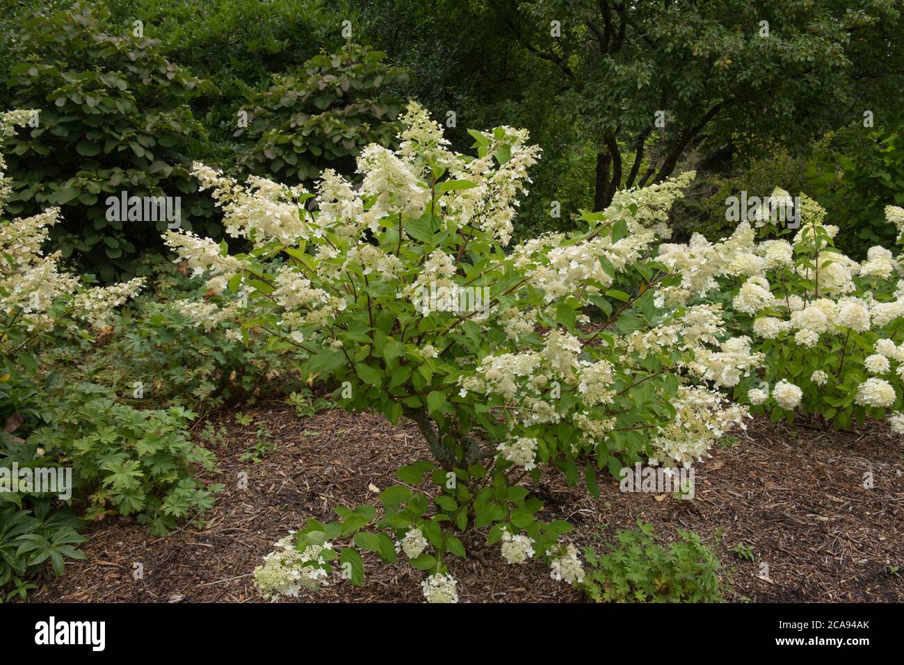 Têtes de fleurs d'un arbuste Hydrangea paniculata 'Kyushu' poussant dans un jardin boisé à Rosemoor dans le Devon rural, Angleterre, Royaume-Uni Banque D'Images