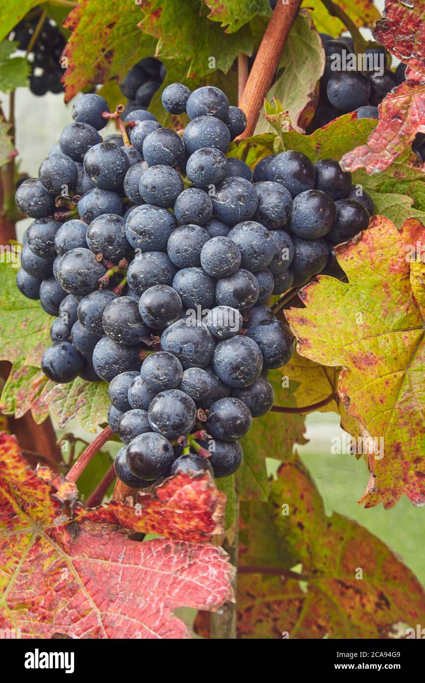 Les raisins Dornfelder sont prêts, la récolte d'automne, à Trevibban Mill Vineyard, près de Padstow, Cornouailles, Angleterre, Royaume-Uni, Europe Banque D'Images