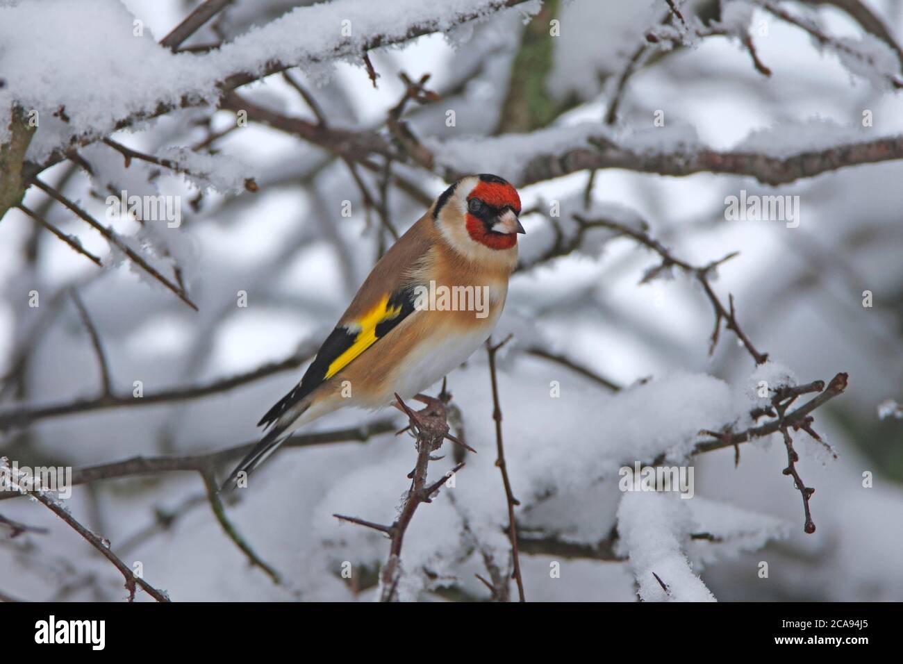 GOLDFINCH (Carduelis carduelis) sur une haie d'aubépine enneigée, Royaume-Uni. Banque D'Images
