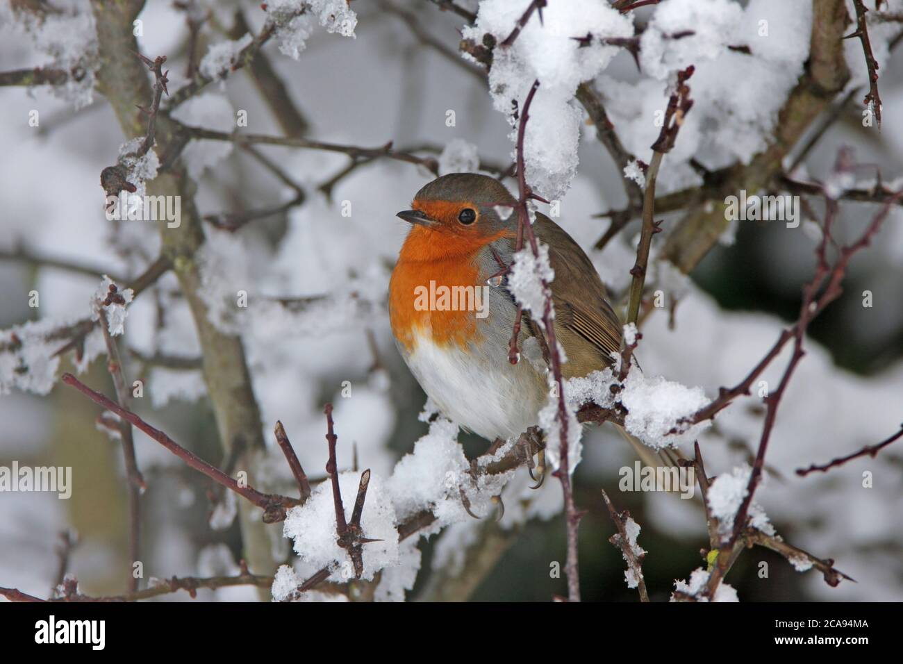 ROBIN trouve refuge dans une haie d'aubépine enneigée, au Royaume-Uni. Banque D'Images