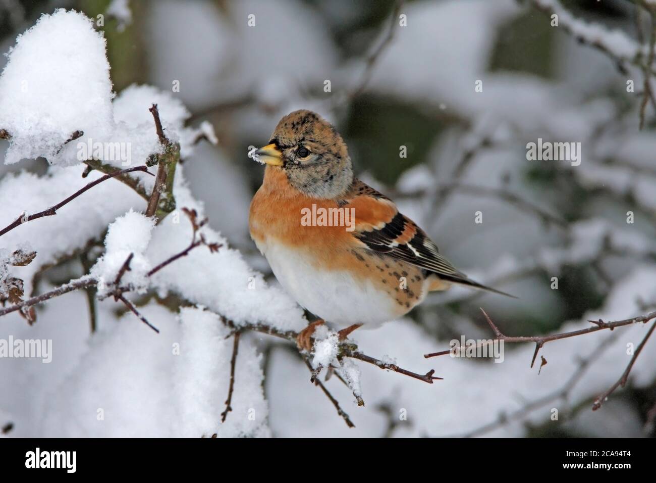 BRAMBLING (Fringilla montifringilla) mâle sur une haie d'aubépine enneigée, Royaume-Uni. Banque D'Images