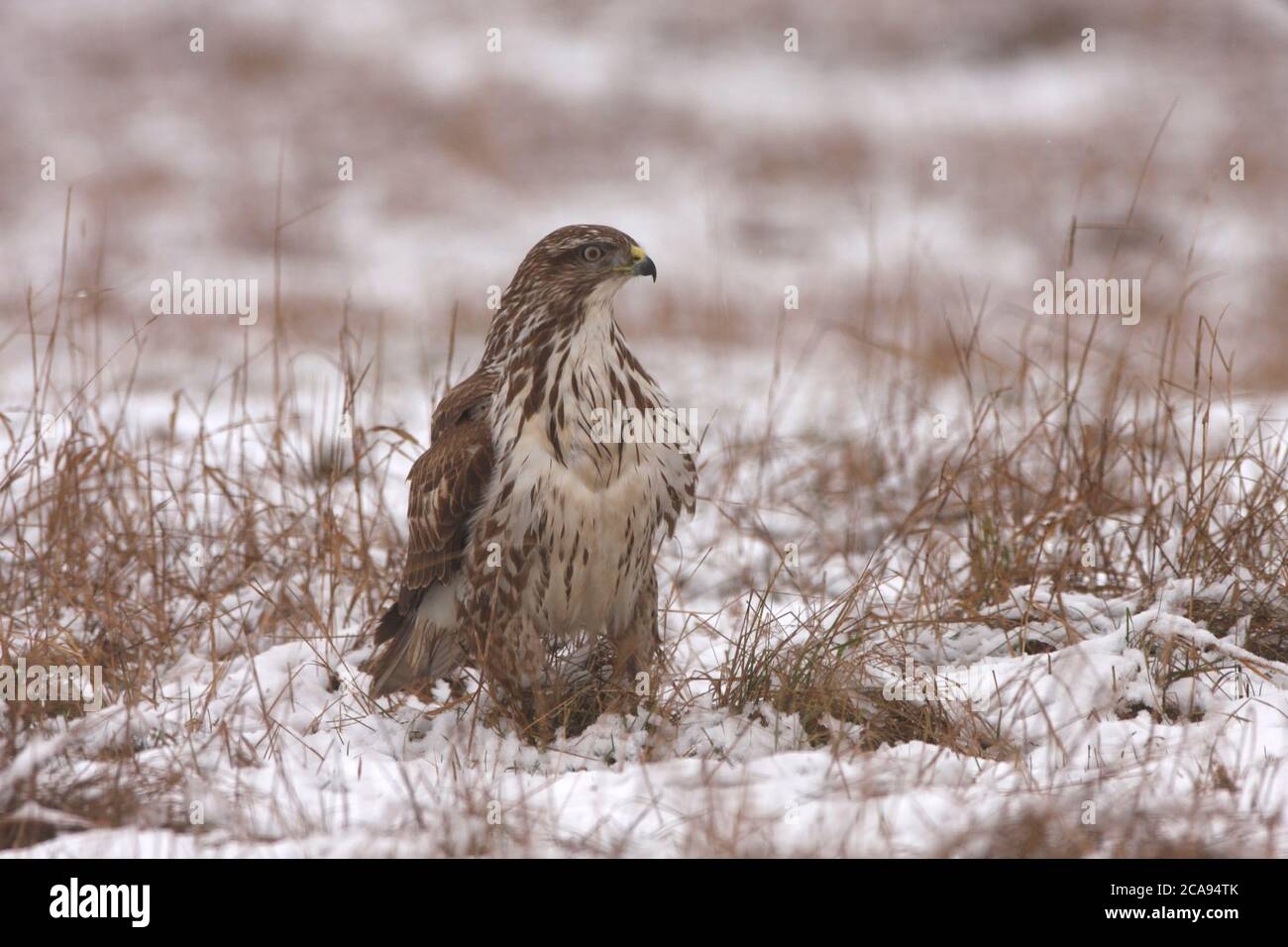 BUZZARD COMMUN (Buteo buteo) debout dans un champ de chaume enneigé. Banque D'Images