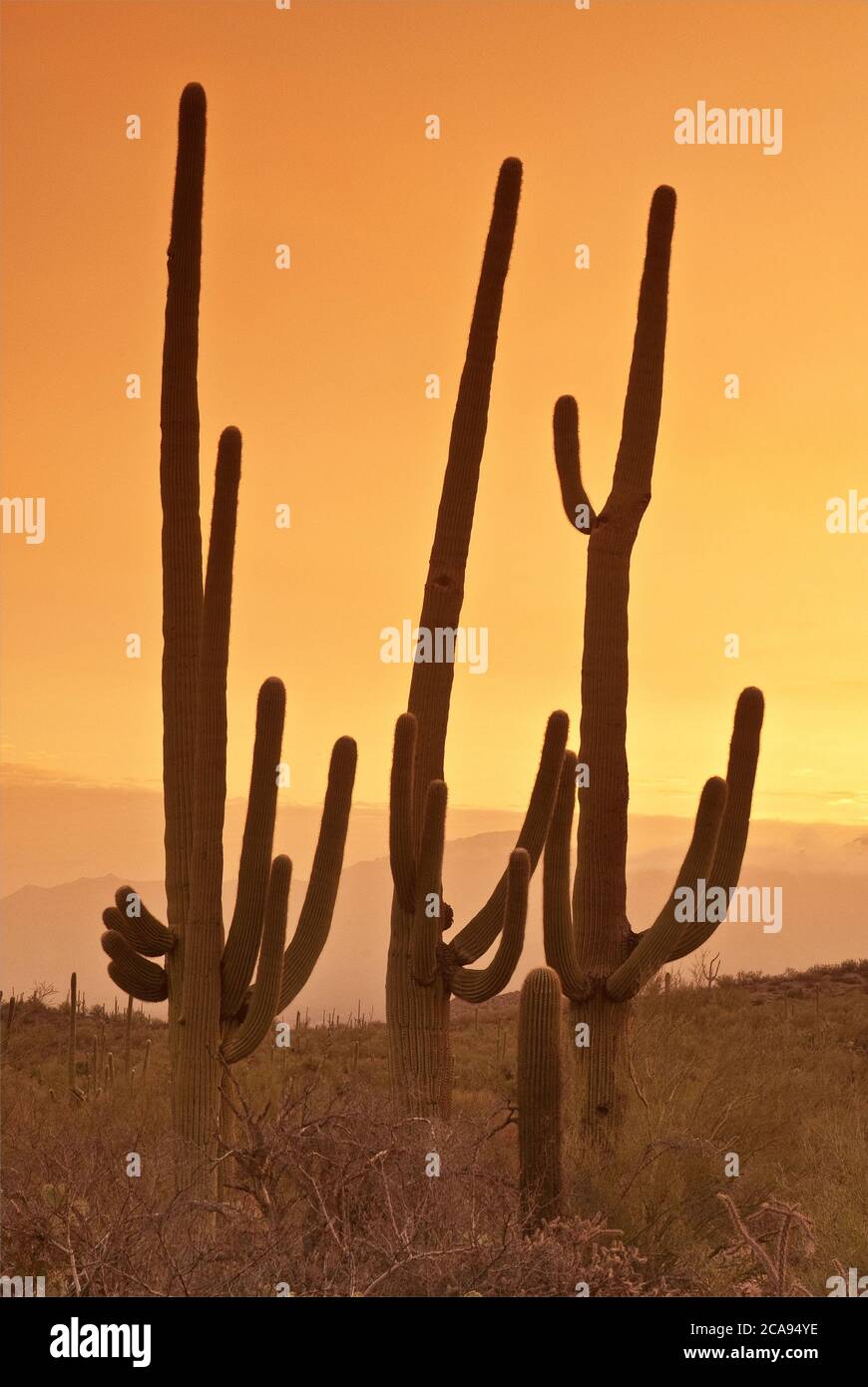 Saguaros au parc national de Saguaro, West Tucson Mountain District avec Tortolita Mountains à distance au lever du soleil, Arizona, États-Unis Banque D'Images